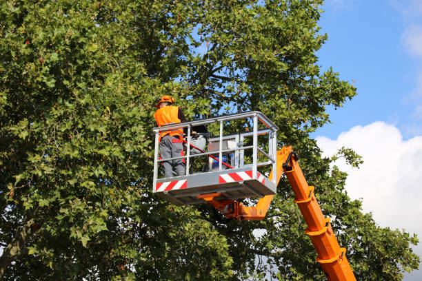 Best Tree and Shrub Care  in Morrow, GA